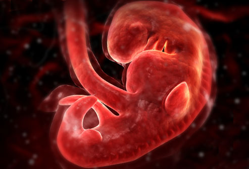 развитие плода 4 неделя развитие плода 4 неделя